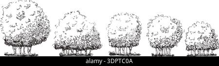 Bush, haie ronde topiaire formes esquissées. Arbustes dessinés au crayon noir pour une illustration de jardin ou de parc. Arbuste et arbuste topiaire comme buis. Vin Illustration de Vecteur
