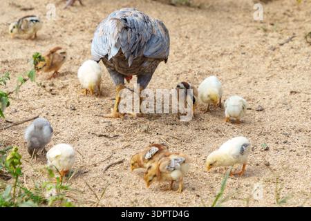 Une poule se tient sur un sol sablonneux tandis que plusieurs jeunes poussins se nourrissent à proximité dans un cadre rural en plein air pendant la journée. D'autres poulets sont visibles dans le bac Banque D'Images