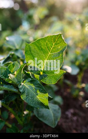 Germination de plants de pommes de terre dans le potager de la maison. Banque D'Images