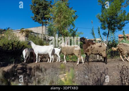 Troupeau mixte de chèvres blanches et de moutons bruns marchant sur une pente de terre dans un paysage rural. Banque D'Images