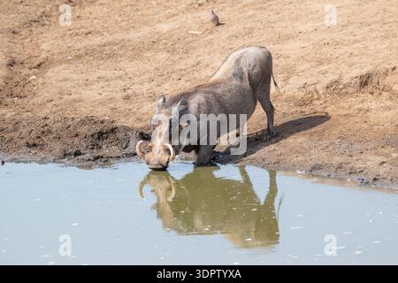 Phacochère commun (Phacochoerus africanus) buvant dans un point d'eau Banque D'Images