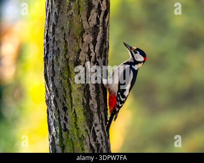 Pic-bois vibrant perché sur le tronc d'arbre mousseline dans la forêt Banque D'Images