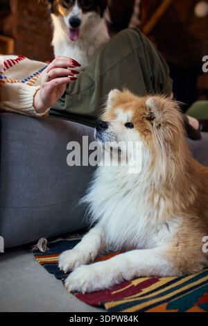 Chien moelleux allongé sur un tapis regardant attentif à l'intérieur. Banque D'Images