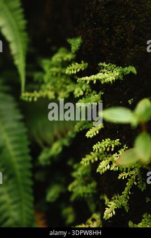 De minuscules fougères vertes poussant sur une surface moussue dans la jungle du Costa Rica Banque D'Images