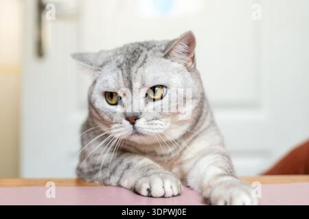 Chat, intérieur, Portrait : un chat gris tabby aux yeux jaunes regarde attentivement la caméra lorsqu'il est assis sur une table. Banque D'Images