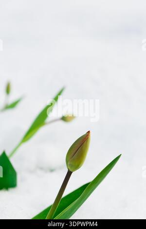 Des bourgeons de tulipes fraîches émergent à travers la neige dans un paysage printanier au cours de la matinée Banque D'Images