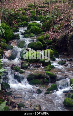 Pierres couvertes de mousse à Barden Beck près de la rivière Wharfe près de Strid Wood sur le domaine de Bolton Abbey dans le parc national des Yorkshire Dales, Angleterre, Royaume-Uni Banque D'Images