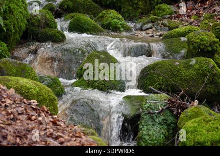 Pierres couvertes de mousse à Barden Beck près de la rivière Wharfe près de Strid Wood sur le domaine de Bolton Abbey dans le parc national des Yorkshire Dales, Angleterre, Royaume-Uni Banque D'Images