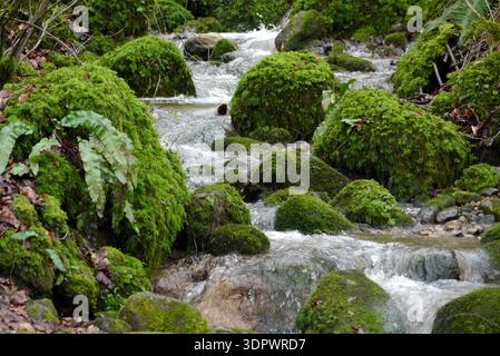 Pierres couvertes de mousse à Barden Beck près de la rivière Wharfe près de Strid Wood sur le domaine de Bolton Abbey dans le parc national des Yorkshire Dales, Angleterre, Royaume-Uni Banque D'Images