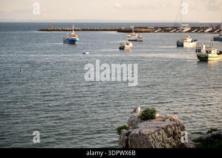 Cascais Portugal décembre 26 2025. Une mouette se dresse sur un éperon rocheux surplombant le port de plaisance avec des bateaux de pêche en arrière-plan. Banque D'Images