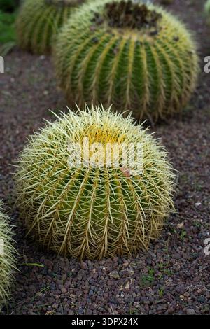 Cactus en baril doré prospérant dans un jardin désertique, montrant leurs formes sphériques uniques et leurs épines jaunes aiguisées sur un sol rocheux xeriscape Banque D'Images