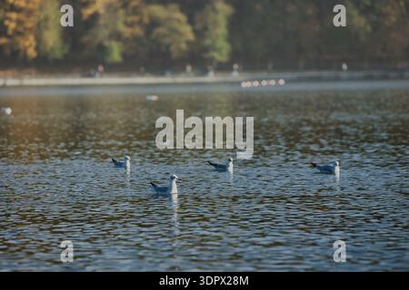 Mouettes éclaboussant sur une surface calme d'un lac avec des ailes déployées en largeur, capturant l'action dynamique de la faune sous la douce lumière du soleil du soir. Banque D'Images