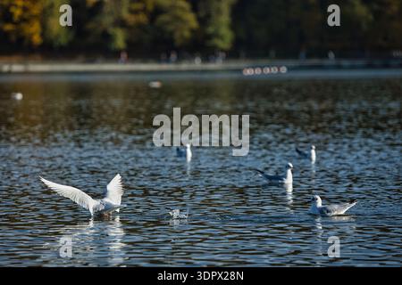 Mouettes éclaboussant sur une surface calme d'un lac avec des ailes déployées en largeur, capturant l'action dynamique de la faune sous la douce lumière du soleil du soir. Banque D'Images
