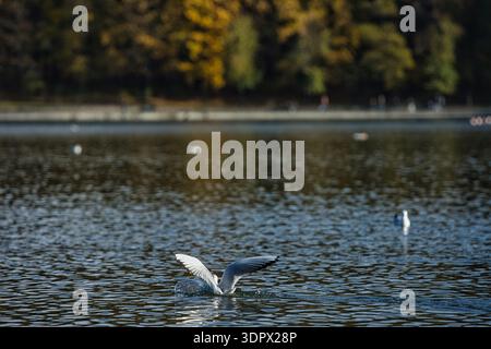 Mouettes éclaboussant sur une surface calme d'un lac avec des ailes déployées en largeur, capturant l'action dynamique de la faune sous la douce lumière du soleil du soir. Banque D'Images