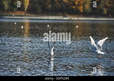 Mouettes éclaboussant sur une surface calme d'un lac avec des ailes déployées en largeur, capturant l'action dynamique de la faune sous la douce lumière du soleil du soir. Banque D'Images