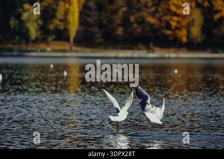 Mouettes éclaboussant sur une surface calme d'un lac avec des ailes déployées en largeur, capturant l'action dynamique de la faune sous la douce lumière du soleil du soir. Banque D'Images