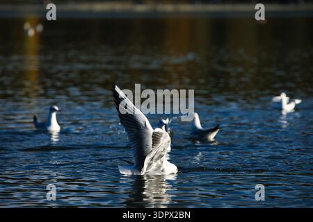 Mouettes éclaboussant sur une surface calme d'un lac avec des ailes déployées en largeur, capturant l'action dynamique de la faune sous la douce lumière du soleil du soir. Banque D'Images