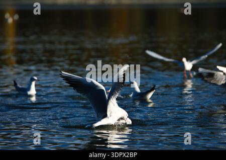 Mouettes éclaboussant sur une surface calme d'un lac avec des ailes déployées en largeur, capturant l'action dynamique de la faune sous la douce lumière du soleil du soir. Banque D'Images