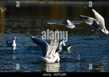 Mouettes éclaboussant sur une surface calme d'un lac avec des ailes déployées en largeur, capturant l'action dynamique de la faune sous la douce lumière du soleil du soir. Banque D'Images