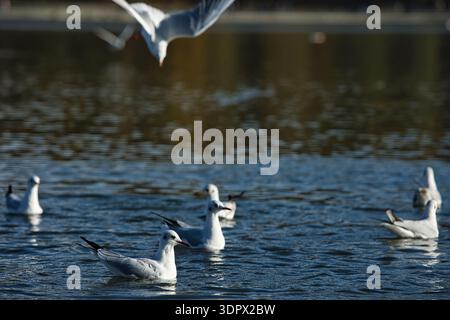 Mouettes éclaboussant sur une surface calme d'un lac avec des ailes déployées en largeur, capturant l'action dynamique de la faune sous la douce lumière du soleil du soir. Banque D'Images