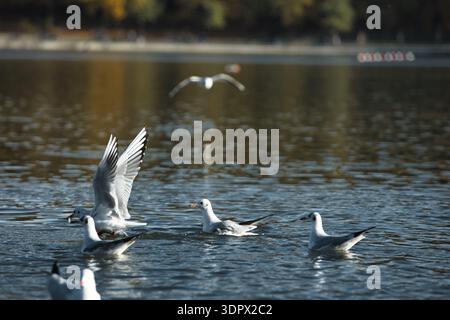 Mouettes éclaboussant sur une surface calme d'un lac avec des ailes déployées en largeur, capturant l'action dynamique de la faune sous la douce lumière du soleil du soir. Banque D'Images