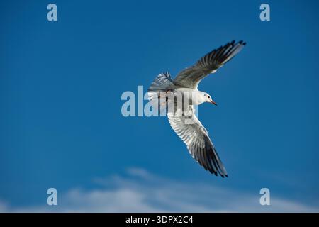 Mouettes éclaboussant sur une surface calme d'un lac avec des ailes déployées en largeur, capturant l'action dynamique de la faune sous la douce lumière du soleil du soir. Banque D'Images
