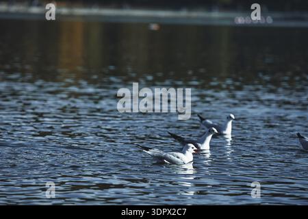 Mouettes éclaboussant sur une surface calme d'un lac avec des ailes déployées en largeur, capturant l'action dynamique de la faune sous la douce lumière du soleil du soir. Banque D'Images