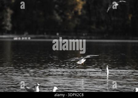 Mouettes éclaboussant sur une surface calme d'un lac avec des ailes déployées en largeur, capturant l'action dynamique de la faune sous la douce lumière du soleil du soir. Banque D'Images