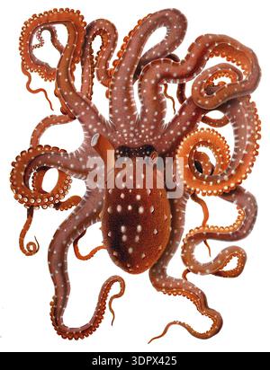 Giuseppe Jatta, zoologiste italien connu pour ses illustrations scientifiques de céphalopodes. Illustration d'histoire naturelle vintage du Callistoctopus macropus, communément appelé poulpe à taches blanches de l'Atlantique. Ces pieuvres se trouvent dans les zones peu profondes de la mer Méditerranée et dans certaines parties de l'océan Atlantique - 1896 Banque D'Images