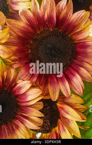 Gros plan des tournesols qui ont des tons riches d'automne. Banque D'Images