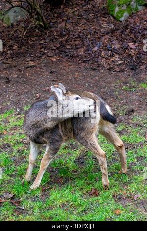Issaquah, Washington, États-Unis. En regardant une biche de queue noire mordant une démangeaison sur une pelouse en hiver. Banque D'Images