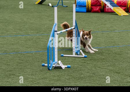 Chien concourt dans les sports d'agilité, manœuvrant autour des obstacles pendant une journée ensoleillée lors d'un événement local. Banque D'Images