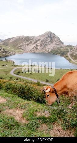 Une vache brune pèle paisiblement sur une herbe verte luxuriante avec le lac Enol en arrière-plan. Les paysages pittoresques des lacs de Covadonga présentent des montagnes roulantes Banque D'Images