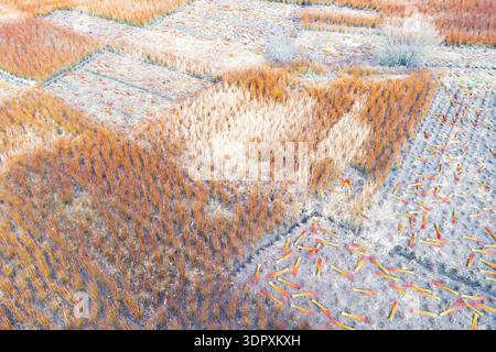 Vue aérienne d'un champ pendant l'hiver montrant des bottes d'osier récoltées. Les tiges colorées forment des motifs complexes contre un paysage couvert de gel, Banque D'Images