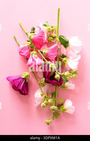 Un arrangement vibrant de fleurs de hollyhock roses, magenta et blanches sur un fond rose pastel. Les fleurs créent une flore fraîche et vivante Banque D'Images