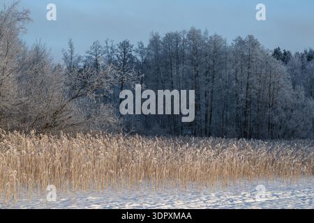 Un paysage hivernal serein à Tampere, en Finlande, présentant des arbres givrés et de l'herbe dorée sous un ciel bleu doux, capturant la beauté froide et les tranquilles Banque D'Images