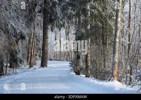 Une scène hivernale tranquille à Tampere, en Finlande, présente un chemin enneigé à travers une forêt dense. La beauté silencieuse des arbres givrés crée un peacefu Banque D'Images