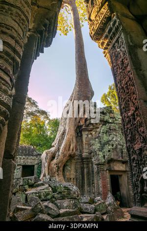 Célèbre temple Ta Prohm à Angkor avec des racines de coton en soie (ou arbre Kapok) poussant sur les ruines, Siem Ream, Cambodge Banque D'Images