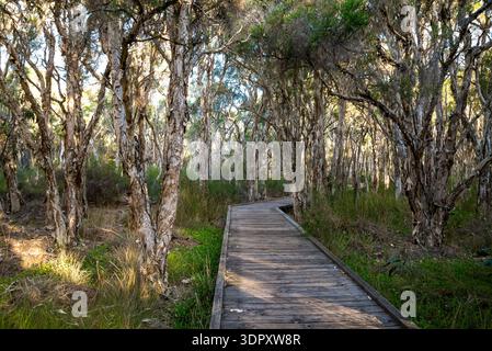 Promenade en bois qui traverse la forêt de melaleuca avec des écorces dans le parc Piney Lakes Reserve, Perth, Australie, le 16 décembre 2020 Banque D'Images