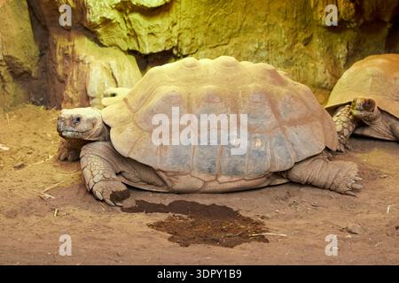 tortue africaine las palmas de gran canaria, îles canaries, espagne Banque D'Images