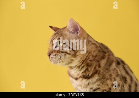 Une tête de chat Bengale apparaît de profil, montrant de fines rayures et un pelage tacheté. L'expression est calme. Banque D'Images