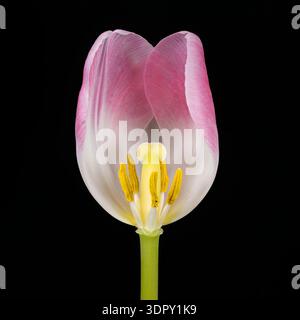 Une fleur de tulipe, ouverte sur un côté pour montrer la structure interne, y compris le pistil, le style, l'étamine et le pollen, sur un fond noir Uni Banque D'Images