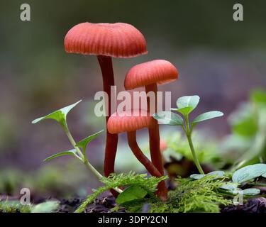 Champignons Deceiver (Laccaria laccata) poussant sur le sol forestier. Tipperary, Irlande Banque D'Images