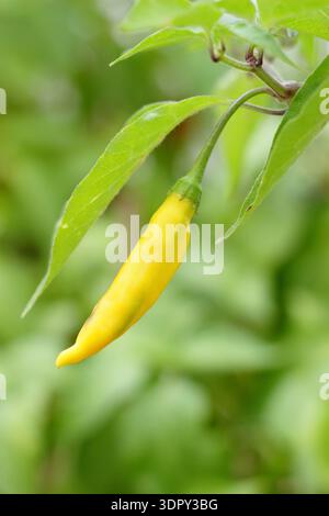 Goutte de piment et citron. Piment jaune. Plante de piment. Piment péruvien culinaire à maturité sur la plante. Chaud, saveur de citron. Aji Limon. Banque D'Images