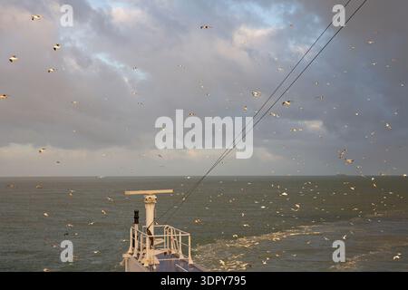 Mouettes suivant un ferry à travers la Manche sur la route entre Calais, France et Douvres, Angleterre. Banque D'Images