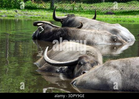 Buffalo d'eau domestique (Bubalus bubalis) submergé dans un étang pour se rafraîchir au West Midlands Safari Park, Bewdley, Worcestershire, Angleterre, Royaume-Uni. Banque D'Images
