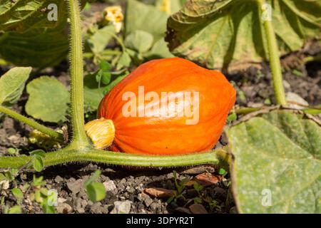 Courge rouge Kuri poussant dans Ford Park Plant Nursery Banque D'Images