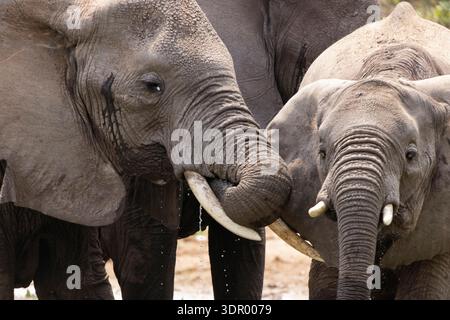 Interaction entre deux éléphants d'Afrique (Loxodonta africana), Parc national des éléphants d'Addo, Afrique du Sud Banque D'Images