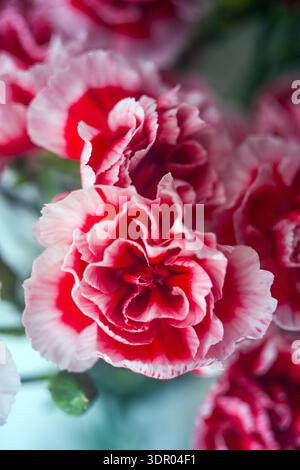 Gros plan macro d'un oeillet panaché rose et rouge éclatant avec des pétales volants, avec des bourgeons verts et un arrière-plan doux et flou Banque D'Images