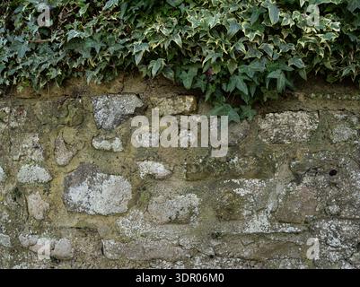 Vue rapprochée des blocs de pierre brute mélangés à la croissance organique de la vigne. Banque D'Images